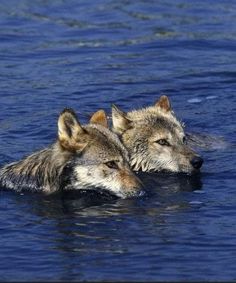 two gray wolfs swimming in the water together