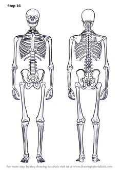 the human skeleton is shown in black and white, with two different sections labeled on each side