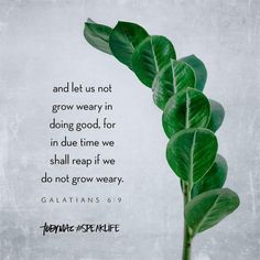 a green plant with the words, and let us not grow weary in doing good for in due time we shall keep it we do not grow very