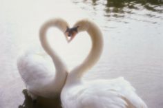 two swans in the water making a heart shape