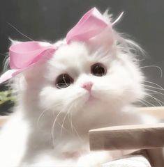 a white cat with a pink bow on its head