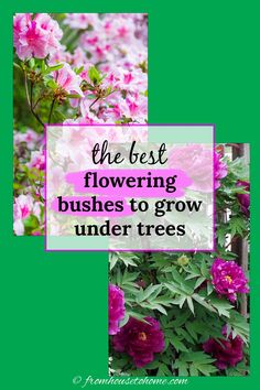 The best flowering bushes to grow under trees Best Shrubs For Shade, Shade Loving Shrubs, Tree Peonies, Red Twig Dogwood, Plants Under Trees, Twig Dogwood