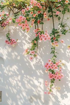 pink flowers growing on the side of a white building