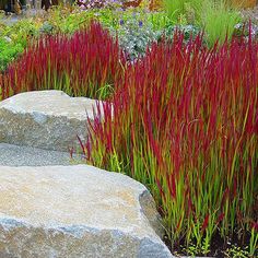 some very pretty plants by some big rocks