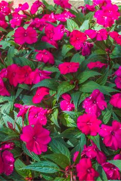 many pink flowers with green leaves on them