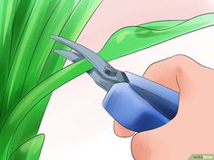 a person is cutting grass with scissors