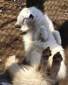 a white dog rolling around on its back with it's paws in the air