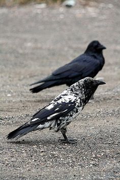 two black and white birds are standing on the ground