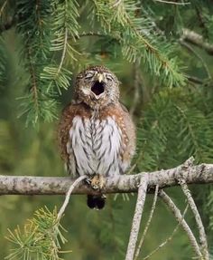 an owl is sitting on a tree branch with its mouth open and it's eyes wide open