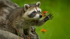 a small raccoon standing on top of a tree trunk holding flowers in it's mouth