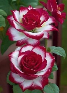 three red and white flowers with green leaves