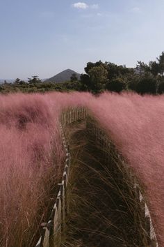 the grass is pink in color and it looks like they have been blown by the wind