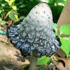 a black and white mushroom sitting on top of a wooden stick