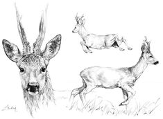 three deers are standing in the grass