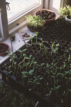 several plants are growing in pots on the window sill