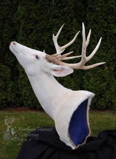 a white deer with antlers on it's head