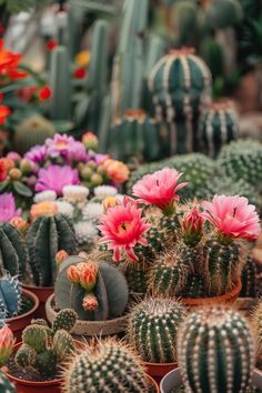 many different kinds of cactus plants in pots