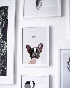 three framed pictures with a dog's face on them, hanging on the wall