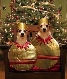 two dogs wearing crowns sitting on a chair in front of a christmas tree with presents