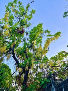 a tree with lots of green leaves in the middle of a blue sky filled with clouds