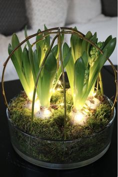 a glass bowl filled with green plants and lights