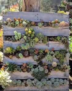 a wooden pallet filled with lots of succulents and other greenery