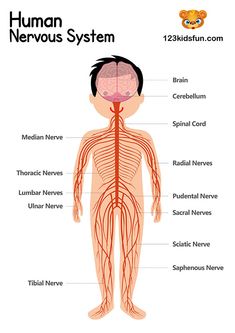 the human nervous system is shown in this diagram