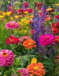 colorful flowers are growing in the garden