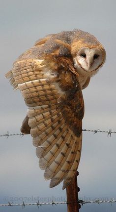 an owl sitting on top of a wooden post next to a barbed wire fence and looking at the camera