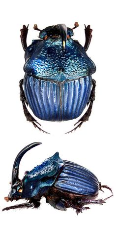 two blue bugs with long antennae and large legs, one is facing the opposite direction