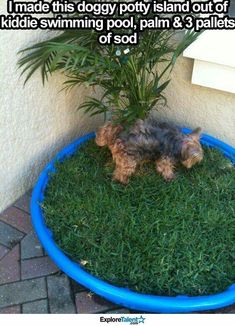 a small dog laying on top of a green grass covered ground next to a potted plant