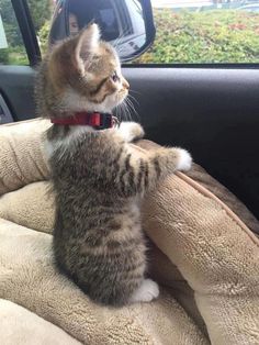 a cat sitting on top of a car seat in the back of a vehicle with it's paw up