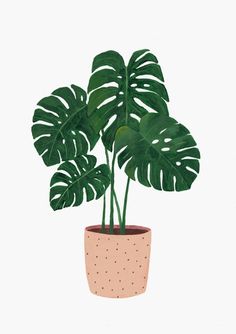 a potted plant with large green leaves on the top and pink polka doted bottom