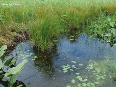 there are many plants in the water and grass on the land around it, as well as lily pads