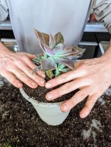 a person holding a potted plant in their hands