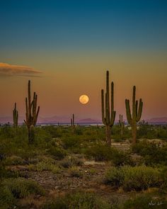 the full moon is setting behind some cactus trees