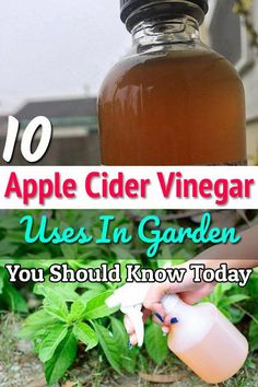 an apple cider vinegarr uses it in garden you should know to use it today