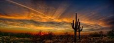 the sun is setting behind a saguado cactus in the middle of the desert