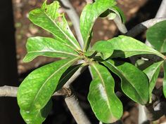 a green leafy plant on a tree branch