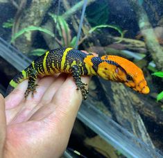 a hand holding an orange and black gecko in front of a fish tank filled with plants