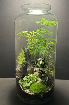 an aquarium filled with plants and rocks on top of a table next to a wall