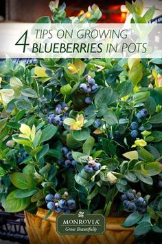 a potted plant with blueberries in it and the words tips on growing 4 blueberries in pots