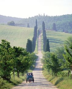 a car driving down a dirt road with trees on both sides and hills in the background