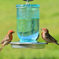 two birds sitting on a bird feeder with water in the beak and one is drinking from it