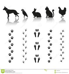 the silhouettes of different animals and their tracks in black on white background stock photo