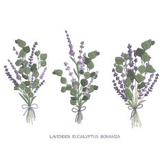 three different types of lavender flowers with the words lavender eucalyptus bonna written below them