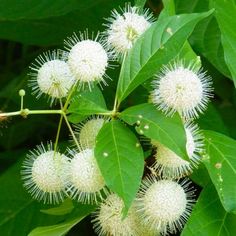 some white flowers and green leaves on a tree