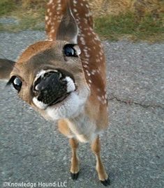 a deer is standing on its hind legs and looking up at the camera with one eye open