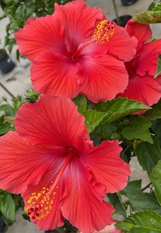 two red flowers with yellow stamens in the center and green leaves around them