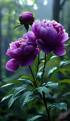 two purple flowers with water droplets on them